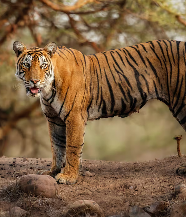 Ranthambore